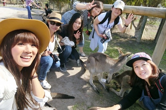 澳洲墨爾本｜菲利普島一日遊 Phillip Island，Maru野生動物園、Panny’s Chocolate巧克力觀光工廠、Cowes小鎮Isola di Capri晚餐、Phillip Island 企鵝島神仙小企鵝歸巢 @飛天璇的口袋