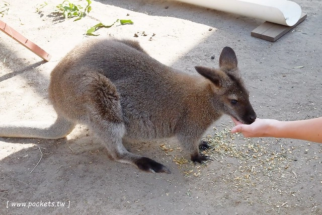 澳洲墨爾本｜菲利普島一日遊 Phillip Island，Maru野生動物園、Panny’s Chocolate巧克力觀光工廠、Cowes小鎮Isola di Capri晚餐、Phillip Island 企鵝島神仙小企鵝歸巢 @飛天璇的口袋