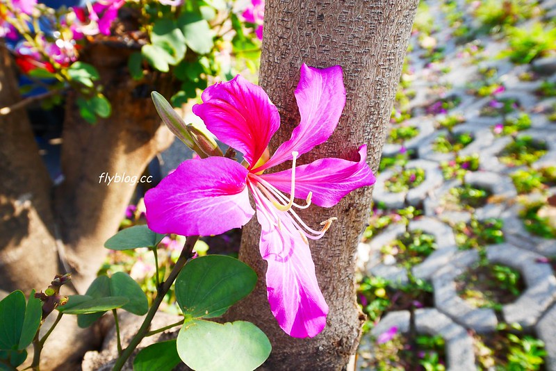 筏子溪迎賓水岸廊道┃台中南屯：台中美麗新地標，4公尺高的TAICHUN字體，台中IG超夯打卡新景點 @飛天璇的口袋