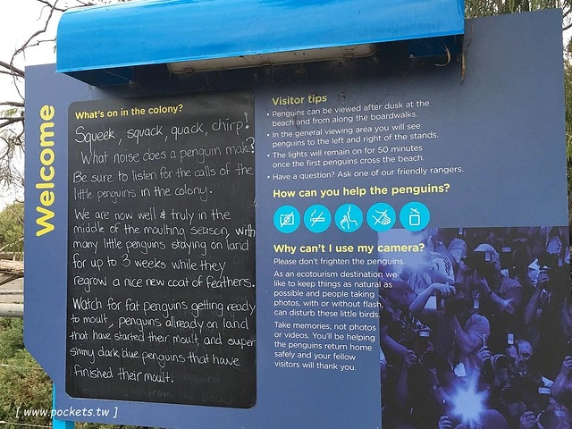 澳洲墨爾本｜菲利普島一日遊 Phillip Island，Maru野生動物園、Panny’s Chocolate巧克力觀光工廠、Cowes小鎮Isola di Capri晚餐、Phillip Island 企鵝島神仙小企鵝歸巢 @飛天璇的口袋