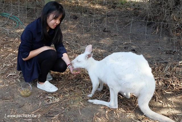 澳洲墨爾本｜墨爾本自由行，墨爾本7日遊行程規劃，美食、景點、住宿總整理 @飛天璇的口袋