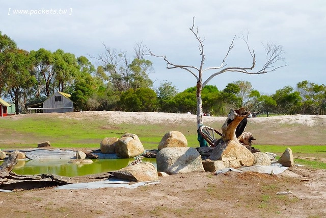 澳洲墨爾本｜菲利普島一日遊 Phillip Island，Maru野生動物園、Panny’s Chocolate巧克力觀光工廠、Cowes小鎮Isola di Capri晚餐、Phillip Island 企鵝島神仙小企鵝歸巢 @飛天璇的口袋