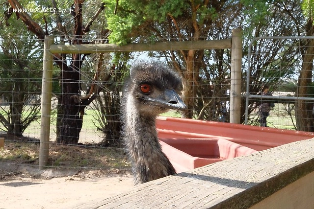 澳洲墨爾本｜菲利普島一日遊 Phillip Island，Maru野生動物園、Panny’s Chocolate巧克力觀光工廠、Cowes小鎮Isola di Capri晚餐、Phillip Island 企鵝島神仙小企鵝歸巢 @飛天璇的口袋