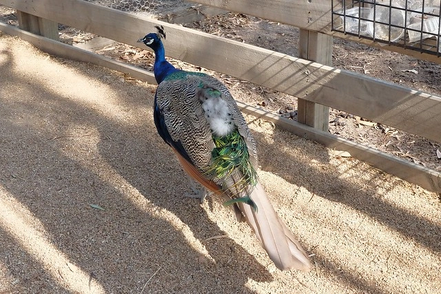 澳洲墨爾本｜菲利普島一日遊 Phillip Island，Maru野生動物園、Panny’s Chocolate巧克力觀光工廠、Cowes小鎮Isola di Capri晚餐、Phillip Island 企鵝島神仙小企鵝歸巢 @飛天璇的口袋