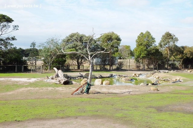 澳洲墨爾本｜菲利普島一日遊 Phillip Island，Maru野生動物園、Panny’s Chocolate巧克力觀光工廠、Cowes小鎮Isola di Capri晚餐、Phillip Island 企鵝島神仙小企鵝歸巢 @飛天璇的口袋