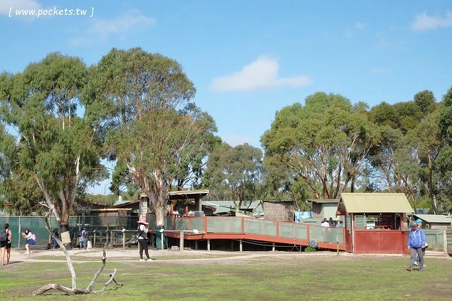 澳洲墨爾本｜菲利普島一日遊 Phillip Island，Maru野生動物園、Panny’s Chocolate巧克力觀光工廠、Cowes小鎮Isola di Capri晚餐、Phillip Island 企鵝島神仙小企鵝歸巢 @飛天璇的口袋