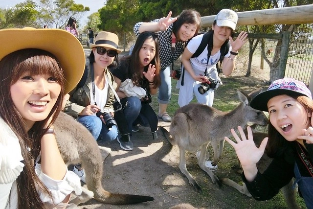 澳洲墨爾本｜菲利普島一日遊 Phillip Island，Maru野生動物園、Panny’s Chocolate巧克力觀光工廠、Cowes小鎮Isola di Capri晚餐、Phillip Island 企鵝島神仙小企鵝歸巢 @飛天璇的口袋