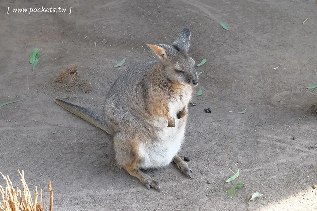 澳洲墨爾本｜菲利普島一日遊 Phillip Island，Maru野生動物園、Panny’s Chocolate巧克力觀光工廠、Cowes小鎮Isola di Capri晚餐、Phillip Island 企鵝島神仙小企鵝歸巢 @飛天璇的口袋