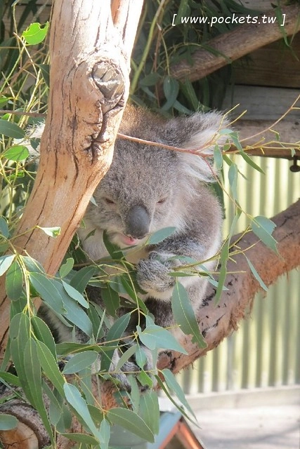 澳洲墨爾本｜墨爾本自由行，墨爾本7日遊行程規劃，美食、景點、住宿總整理 @飛天璇的口袋