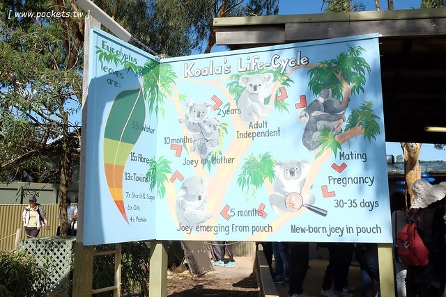 澳洲墨爾本｜菲利普島一日遊 Phillip Island，Maru野生動物園、Panny’s Chocolate巧克力觀光工廠、Cowes小鎮Isola di Capri晚餐、Phillip Island 企鵝島神仙小企鵝歸巢 @飛天璇的口袋