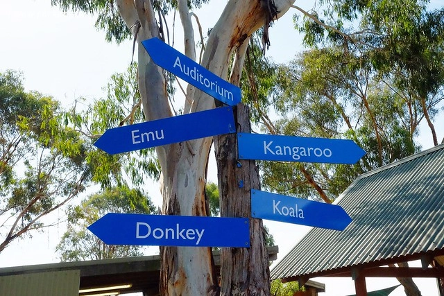 澳洲墨爾本｜菲利普島一日遊 Phillip Island，Maru野生動物園、Panny’s Chocolate巧克力觀光工廠、Cowes小鎮Isola di Capri晚餐、Phillip Island 企鵝島神仙小企鵝歸巢 @飛天璇的口袋