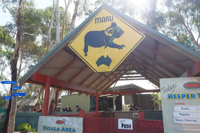 澳洲墨爾本｜菲利普島一日遊 Phillip Island，Maru野生動物園、Panny’s Chocolate巧克力觀光工廠、Cowes小鎮Isola di Capri晚餐、Phillip Island 企鵝島神仙小企鵝歸巢 @飛天璇的口袋