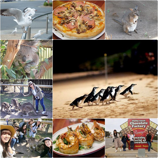 澳洲墨爾本｜菲利普島一日遊 Phillip Island，Maru野生動物園、Panny’s Chocolate巧克力觀光工廠、Cowes小鎮Isola di Capri晚餐、Phillip Island 企鵝島神仙小企鵝歸巢 @飛天璇的口袋