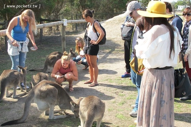 澳洲墨爾本｜菲利普島一日遊 Phillip Island，Maru野生動物園、Panny’s Chocolate巧克力觀光工廠、Cowes小鎮Isola di Capri晚餐、Phillip Island 企鵝島神仙小企鵝歸巢 @飛天璇的口袋