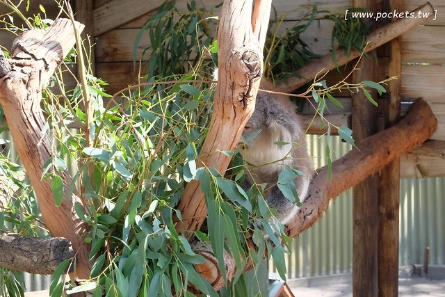 澳洲墨爾本｜菲利普島一日遊 Phillip Island，Maru野生動物園、Panny’s Chocolate巧克力觀光工廠、Cowes小鎮Isola di Capri晚餐、Phillip Island 企鵝島神仙小企鵝歸巢 @飛天璇的口袋
