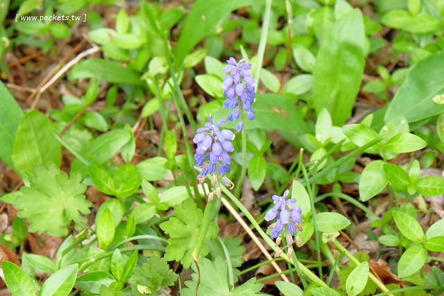 日本山梨｜Country Inn Orchard House 果園之家鄉村旅館．日本清里歐洲風童話小鎮，女主人以當地食材入菜 @飛天璇的口袋