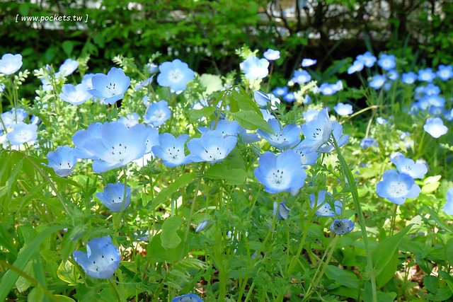 日本山梨｜Country Inn Orchard House 果園之家鄉村旅館．日本清里歐洲風童話小鎮，女主人以當地食材入菜 @飛天璇的口袋
