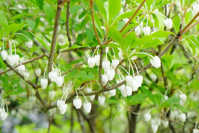 日本山梨｜Country Inn Orchard House 果園之家鄉村旅館．日本清里歐洲風童話小鎮，女主人以當地食材入菜 @飛天璇的口袋