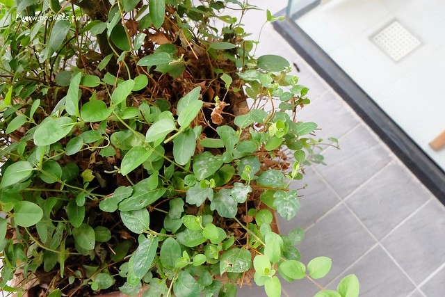 在鷺上生活會館┃宜蘭民宿推薦：豪華又頂級的全新民宿，擁有庭園游泳池、露天BBQ、嬰兒房，每間房間備有透明浴室、大型浴缸，貼心下午茶和豐盛九宮格早餐 @飛天璇的口袋