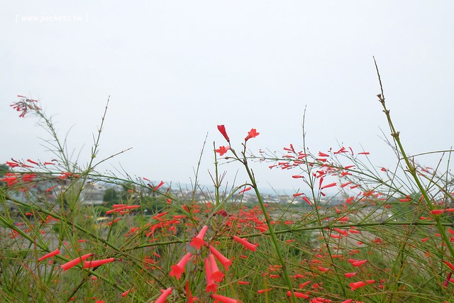 熊轉家小豬食┃霧峰美食餐廳：手作餐點嚴選用心食材，室內有很多可愛的小豬，位於霧峰921地震園區裡面，鄰近霧峰光復新村，是親子友善餐廳 @飛天璇的口袋