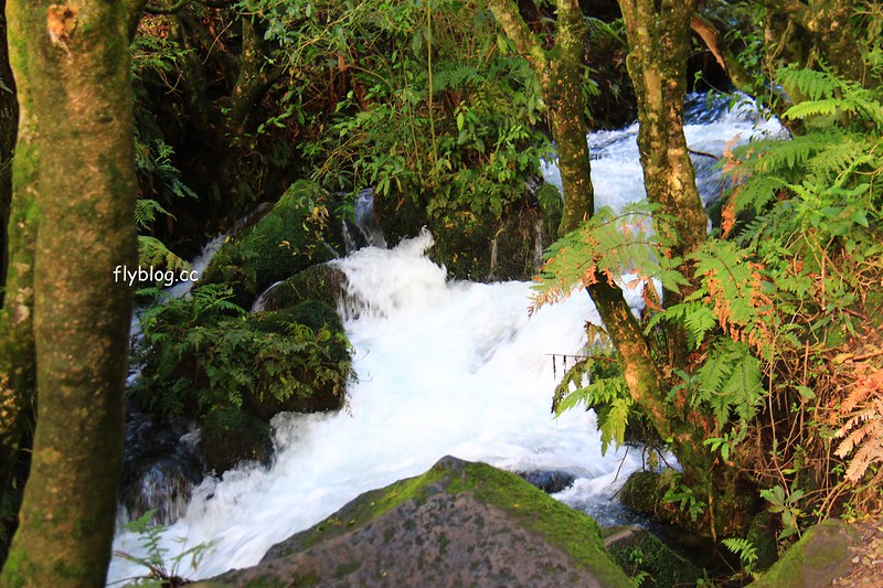 紐西蘭漢密爾頓｜藍泉 Blue Spring Putaruru．紐西蘭北島的神秘景點，清澈夢幻的藍色泉水，紐西蘭70%的瓶裝水出處 @飛天璇的口袋