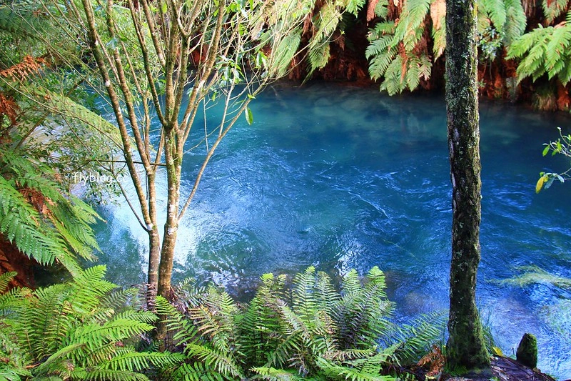 紐西蘭漢密爾頓｜藍泉 Blue Spring Putaruru．紐西蘭北島的神秘景點，清澈夢幻的藍色泉水，紐西蘭70%的瓶裝水出處 @飛天璇的口袋
