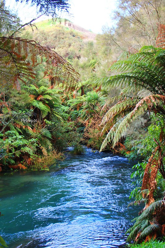 紐西蘭漢密爾頓｜藍泉 Blue Spring Putaruru．紐西蘭北島的神秘景點，清澈夢幻的藍色泉水，紐西蘭70%的瓶裝水出處 @飛天璇的口袋