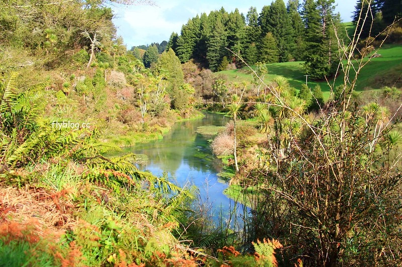 紐西蘭漢密爾頓｜藍泉 Blue Spring Putaruru．紐西蘭北島的神秘景點，清澈夢幻的藍色泉水，紐西蘭70%的瓶裝水出處 @飛天璇的口袋