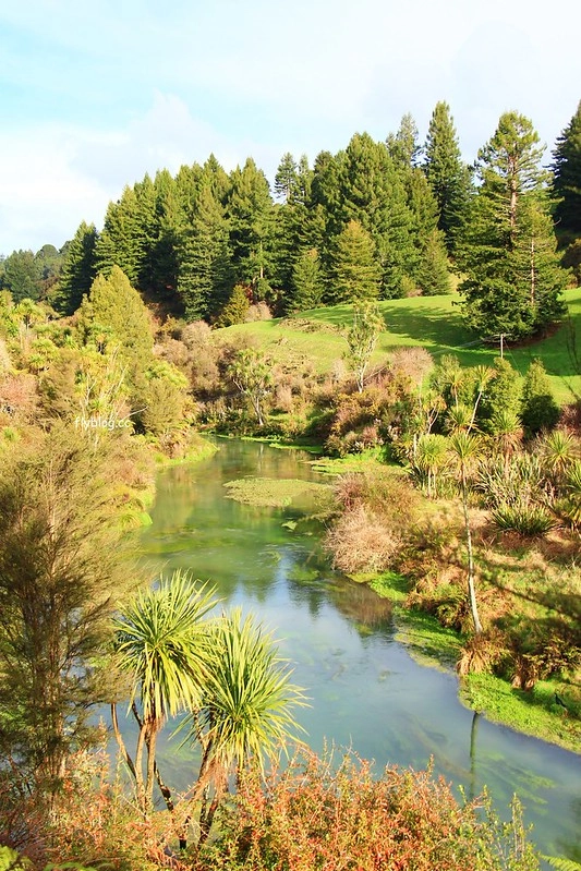 紐西蘭漢密爾頓｜藍泉 Blue Spring Putaruru．紐西蘭北島的神秘景點，清澈夢幻的藍色泉水，紐西蘭70%的瓶裝水出處 @飛天璇的口袋