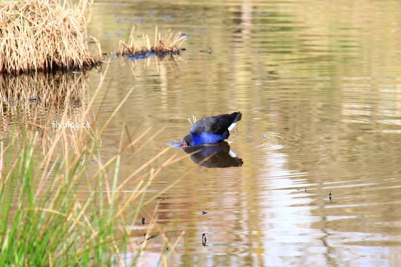 紐西蘭漢密爾頓｜藍泉 Blue Spring Putaruru．紐西蘭北島的神秘景點，清澈夢幻的藍色泉水，紐西蘭70%的瓶裝水出處 @飛天璇的口袋