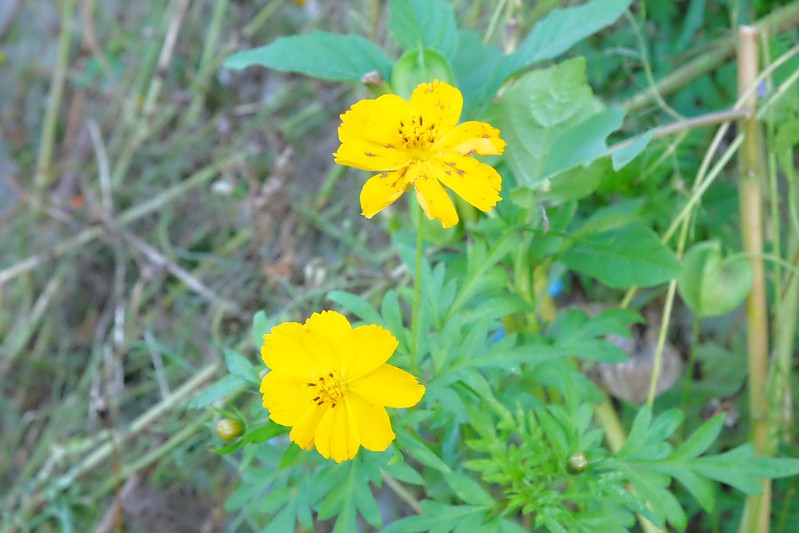 日本岐阜｜合掌村．遇見秋天的浪漫，名古屋到合掌村交通方式，美食餐廳推薦 @飛天璇的口袋