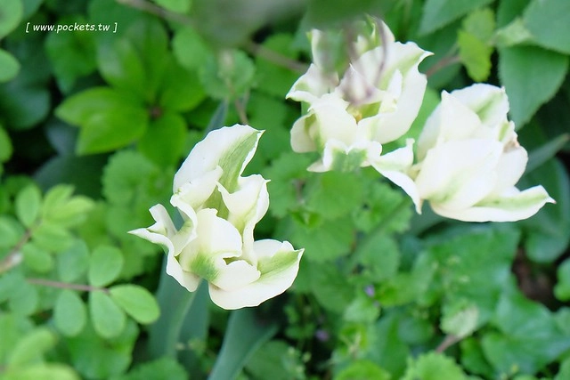 日本山梨｜清里一日遊．Rock餐廳、清里聖アンデレ教会、清高寮、萌木之村 @飛天璇的口袋
