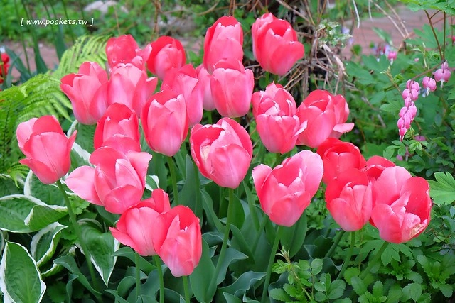 日本山梨｜清里一日遊．Rock餐廳、清里聖アンデレ教会、清高寮、萌木之村 @飛天璇的口袋