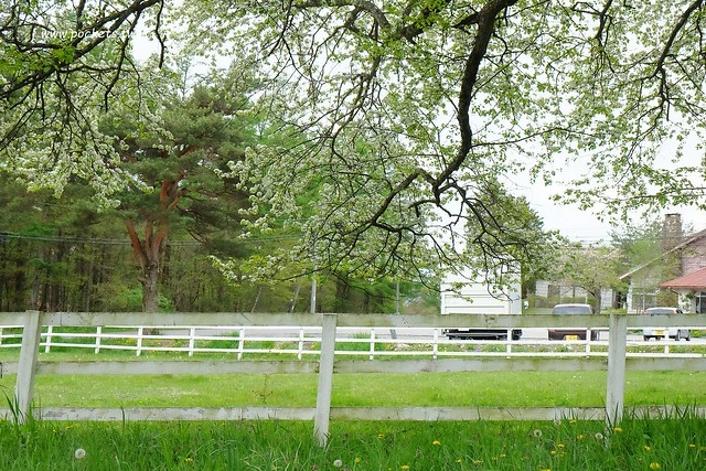 日本山梨｜清里一日遊．Rock餐廳、清里聖アンデレ教会、清高寮、萌木之村 @飛天璇的口袋