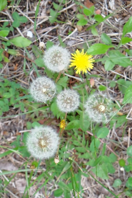 日本山梨｜清里一日遊．Rock餐廳、清里聖アンデレ教会、清高寮、萌木之村 @飛天璇的口袋