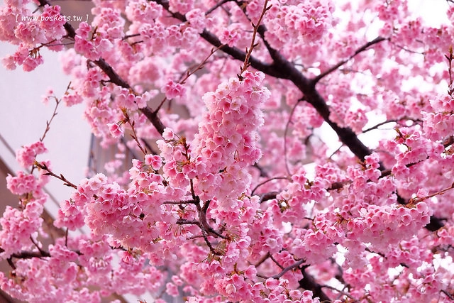 【日本名古屋】名古屋5天4夜自由行行程規劃懶人包~威航Vair&rarr;中部機場&rarr;名古屋&rarr;合掌村&rarr;飛驒高山&rarr;名古屋&rarr;三重鈴鹿，五天四夜自由行昇龍道巴士+自駕租車之旅 @飛天璇的口袋