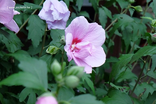 台中新社｜薰衣草森林新社店．充滿幸福的紫色樂園，享受森林裡的芬多精 @飛天璇的口袋