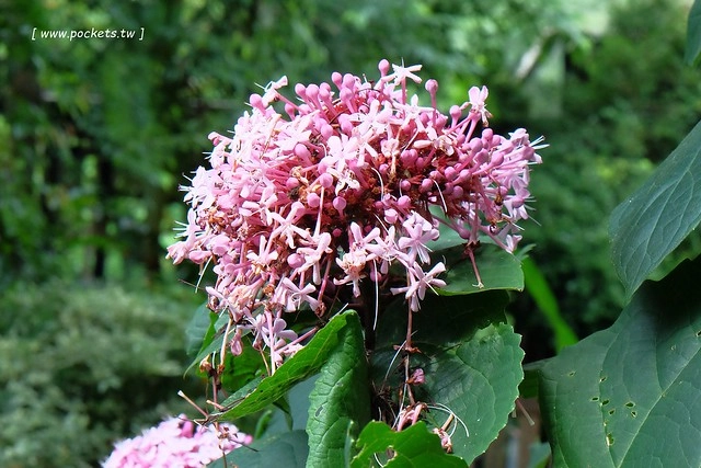 台中新社｜薰衣草森林新社店．充滿幸福的紫色樂園，享受森林裡的芬多精 @飛天璇的口袋