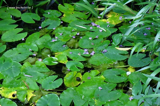 台中新社｜薰衣草森林新社店．充滿幸福的紫色樂園，享受森林裡的芬多精 @飛天璇的口袋