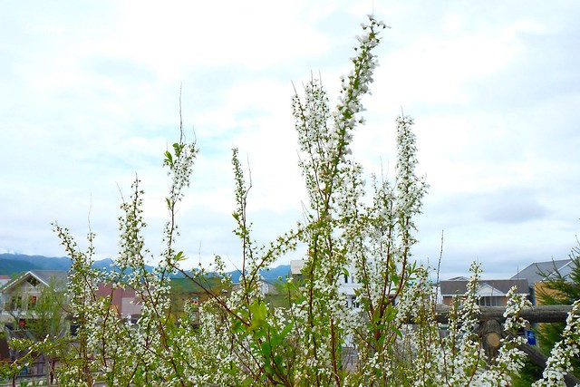 日本山梨｜如何從東京成田機場搭JR到清里車站？JR成田快線&rarr;新宿&rarr;JR中央線特急&rarr;小淵澤&rarr;小海線&rarr;清里車站，詳細交通方式換程解說分享 @飛天璇的口袋
