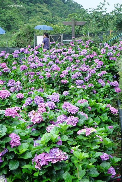 台北士林｜陽明山亞尼克夢想村1號店，美軍宿舍改建的甜點店，陽明山兩天一夜輕旅行 @飛天璇的口袋