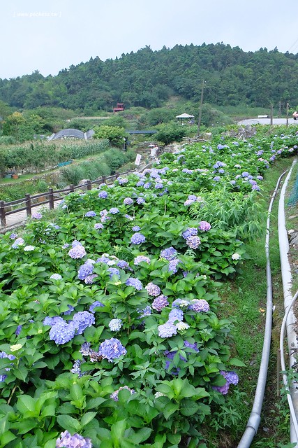 台北士林｜陽明山亞尼克夢想村1號店，美軍宿舍改建的甜點店，陽明山兩天一夜輕旅行 @飛天璇的口袋