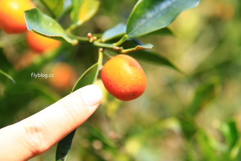 2018花博在后里┃台中后里：結果花博以及農遊，採果、露營、梨の筆DIY，搭配兩天一夜露營行程，后里也有不同的玩法 @飛天璇的口袋