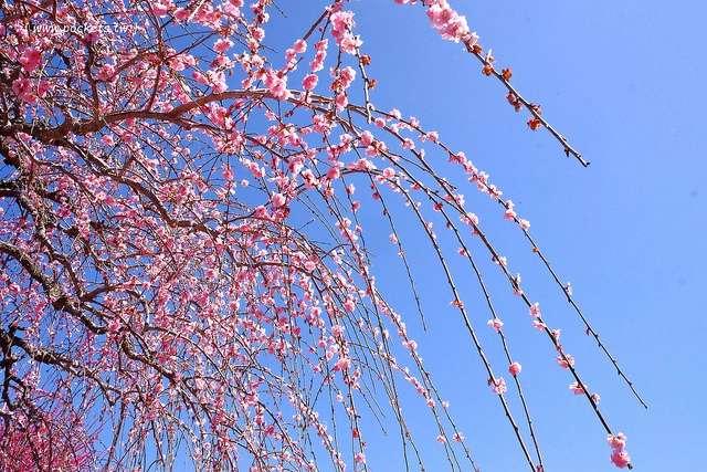 【日本名古屋】名古屋5天4夜自由行行程規劃懶人包~威航Vair&rarr;中部機場&rarr;名古屋&rarr;合掌村&rarr;飛驒高山&rarr;名古屋&rarr;三重鈴鹿，五天四夜自由行昇龍道巴士+自駕租車之旅 @飛天璇的口袋