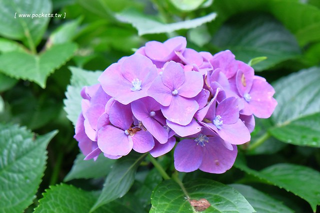 台北景點｜陽明山一日遊．春暖花開陽明山賞花，吃土雞走步道，再到秘境喝下午茶 @飛天璇的口袋