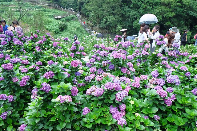 台北景點｜陽明山一日遊．春暖花開陽明山賞花，吃土雞走步道，再到秘境喝下午茶 @飛天璇的口袋