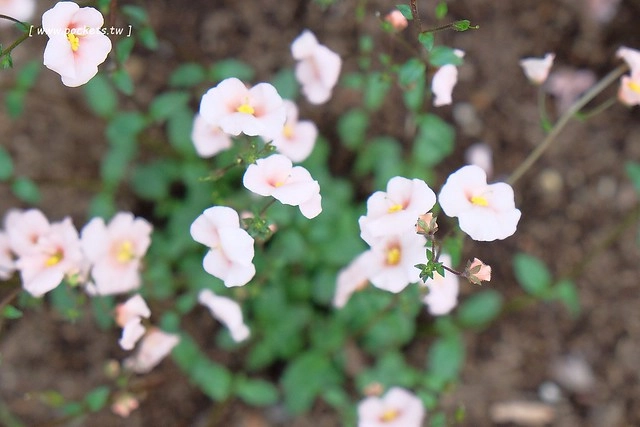 日本山梨｜清里一日遊．Rock餐廳、清里聖アンデレ教会、清高寮、萌木之村 @飛天璇的口袋