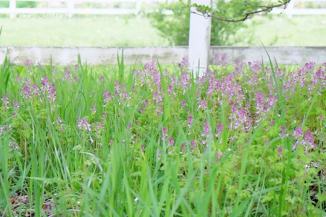 日本山梨｜清里一日遊．Rock餐廳、清里聖アンデレ教会、清高寮、萌木之村 @飛天璇的口袋