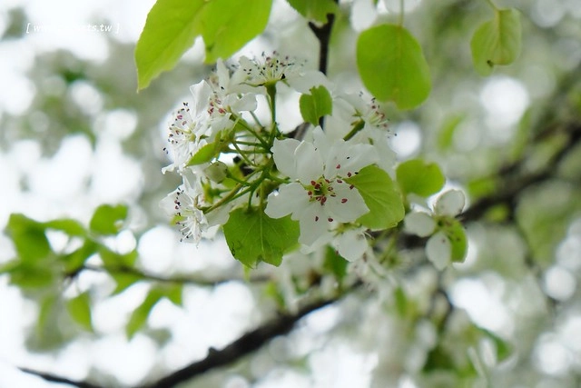日本山梨｜清里一日遊．Rock餐廳、清里聖アンデレ教会、清高寮、萌木之村 @飛天璇的口袋