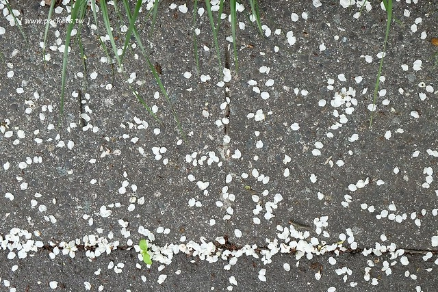 日本山梨｜清里一日遊．Rock餐廳、清里聖アンデレ教会、清高寮、萌木之村 @飛天璇的口袋